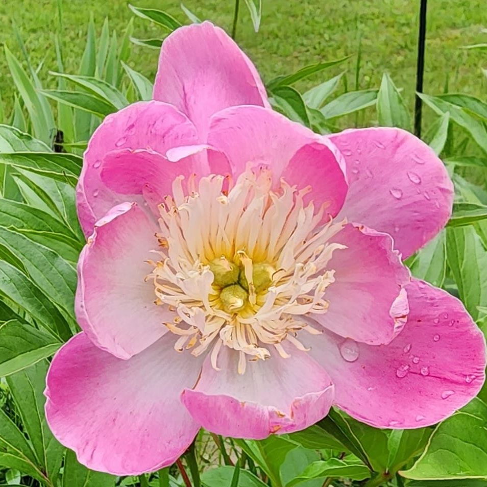 Sell Your House Fast in Auburn GA | Trusted Barrow County Cash Home Buyer – POH Group LLC Auburn GA homeowner sold their house AS-IS for cash to POH Group LLC, a trusted Auburn GA cash home buyer. Barrow County’s top AS-IS cash home buyer, POH Group purchased the home in just 7 days, with no repairs, no realtor fees, and no hassle. Sell your house fast in Auburn GA—we buy houses in any condition! #AuburnGACashBuyer #SellMyHouseFastAuburnGA #BarrowCountyHomeBuyer